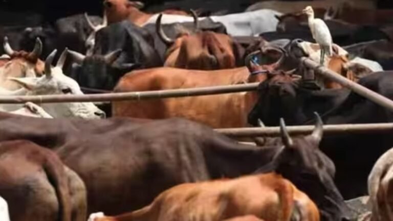 चौपारण में मवेशी तस्करी का खुलासा, ग्रामीणों ने मवेशियों से लदे दो ट्रक पकड़े, पुलिस को सौंपा